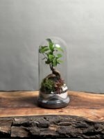 تراریوم بنسای فیکوس طرح مینی گری