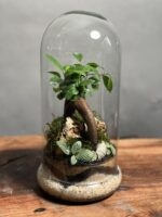 تراریوم مینی بنسای فیکوس طرح کلاسیک - Image 2