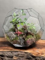 تراریوم لاکچری بنسای فیکوس طرح توپ سبز 40 Cm - Image 2