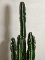 کاکتوس افوربیا اینگنس - Image 3