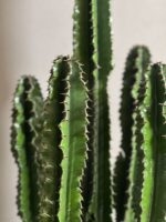 کاکتوس افوربیا اینگنس - Image 4