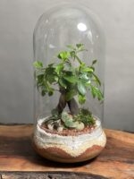 تراریوم بنسای فیکوس طرح اورنج دات - Image 2