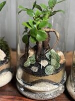 هدایا شرکتی ۵ عدد تراریوم بنسای فیکوس طرح بلک کرم - Image 4