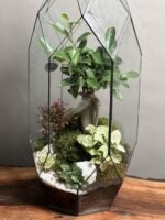 تراریوم لاکچری بنسای فیکوس طرح الماس زندگی - Image 3