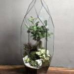 تراریوم لاکچری بنسای فیکوس طرح الماس زندگی