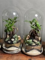 هدایا شرکتی ۵ عدد تراریوم بنسای فیکوس طرح بلک کرم - Image 3