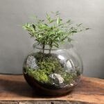 تراریوم بنسای ناندینا