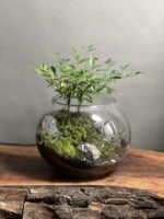 تراریوم بنسای ناندینا