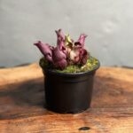 گیاه حشره خوار ساراسنیا