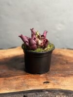 گیاه حشره خوار ساراسنیا