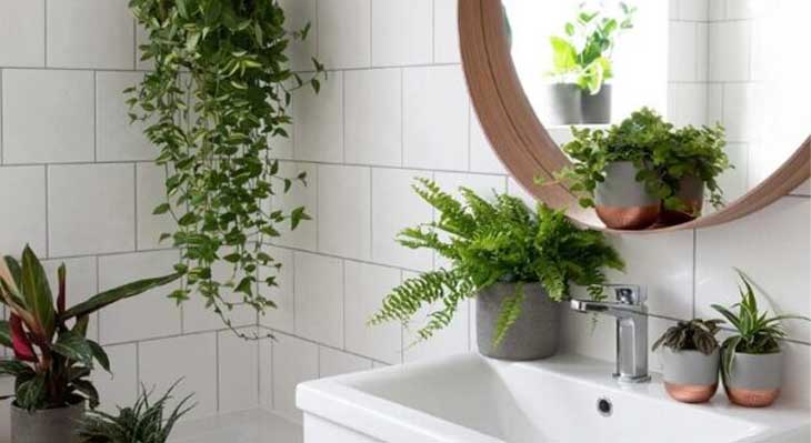گیاهان مناسب برای حمام و سرویس بهداشتی