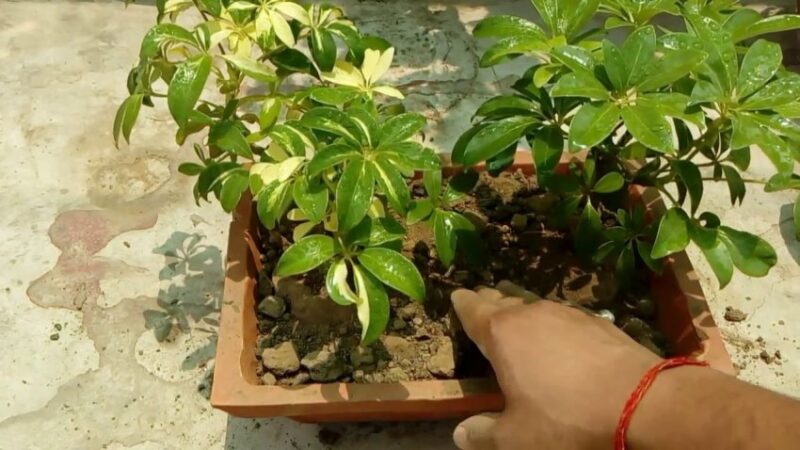 تکثیر گیاه شفلرا