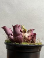گیاه حشره خوار ساراسنیا - Image 3
