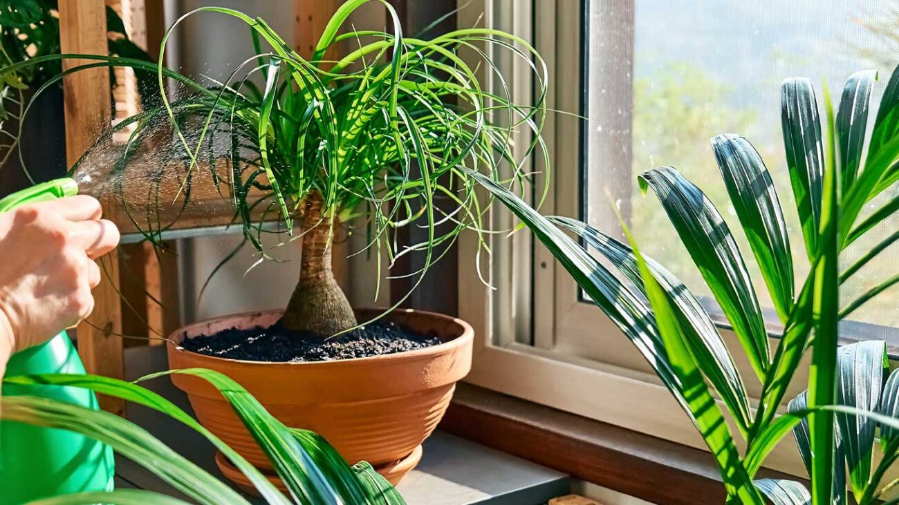 20 نوع نخل که میتوانید در داخل خانه پرورش دهید