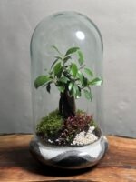 تراریوم بنسای فیکوس رتوزا طرح گری موج - Image 2