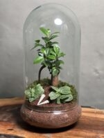 تراریوم بنسای فیکوس طرح پرپل (تراریوم) - Image 2
