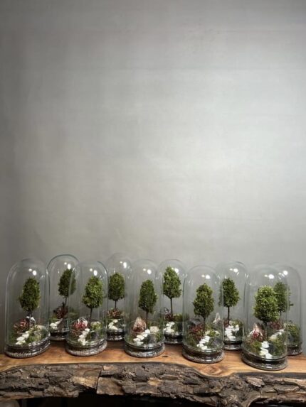 هدایا سازمانی ۱۰ عدد وابی کوزا طرح پله رویال (تراریوم)