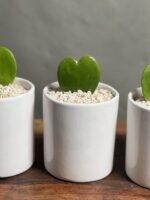 هدیه شرکتی ۵ عدد گیاه هویا کری - Image 4