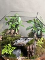 تراریوم لاکچری بنسای فیکوس طرح معدن سبز - Image 4