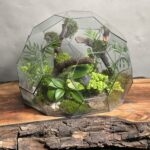 تراریوم‌ رطوبتی طرح توپ زندگی