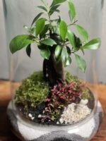 تراریوم بنسای فیکوس رتوزا طرح گری موج - Image 4