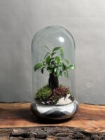 تراریوم بنسای فیکوس رتوزا طرح گری موج