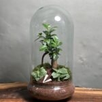 تراریوم بنسای فیکوس طرح پرپل (تراریوم)