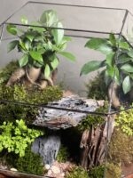 تراریوم لاکچری بنسای فیکوس طرح معدن سبز - Image 5