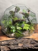 تراریوم‌ رطوبتی طرح توپ زندگی - Image 2