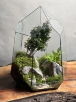 تراریوم لاکچری بنسای ژاپونیکا طرح دره الماس - Image 3