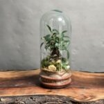 تراریوم مینی بنسای فیکوس طرح اورنج