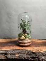 تراریوم مینی بنسای فیکوس طرح اورنج