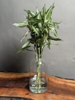 گیاه بامبو سیلور رومیزی ۵ عدد + گلدان شیشه - Image 2