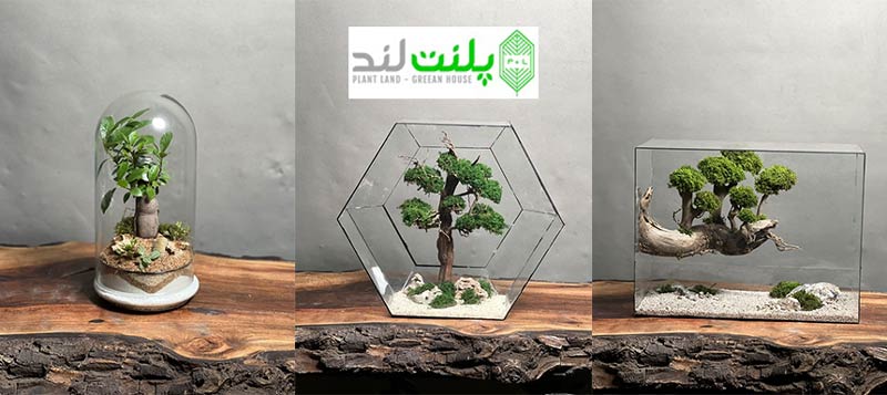 خرید گل روز معلم