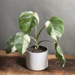 گیاه برگ انجیری منسترا ابلق