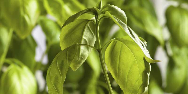 جمع شدن برگ گیاهان آپارتمانی