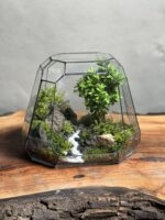 تراریوم بنسای ژاپونیکا طرح هیون