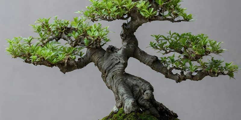 بهترین روش نگهداری از گل بنسای