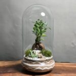 تراریوم بنسای فیکوس طرح موج لاین
