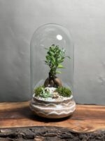 تراریوم بنسای فیکوس طرح موج لاین
