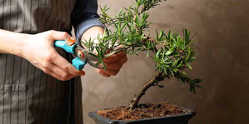 بهترین روش نگهداری از گل بنسای