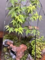 تراریوم بنسای افرا طرح بیگ الماس
