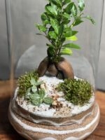 تراریوم بنسای فیکوس طرح موج لاین