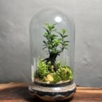 تراریوم بنسای فیکوس طرح لیزو