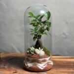 تراریوم بنسای فیکوس طرح اورنج موج