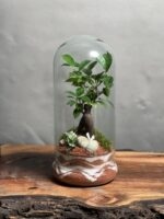 تراریوم بنسای فیکوس طرح اورنج موج