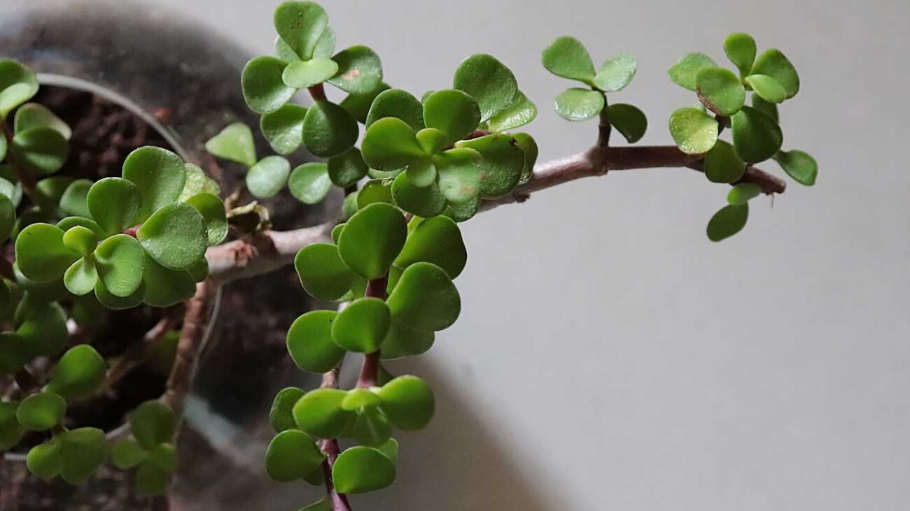 نگهداری و پرورش گیاه کراسولا