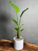 گیاه نخل نیکلای (پرنده بهشتی سفید)
