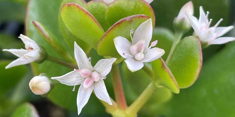 نگهداری و پرورش گیاه کراسولا