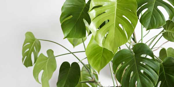 گیاهان آپارتمانی برای دکوراسیون بوهو